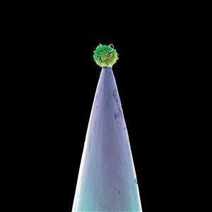 PETER GABRIEL - NEW BLOOD